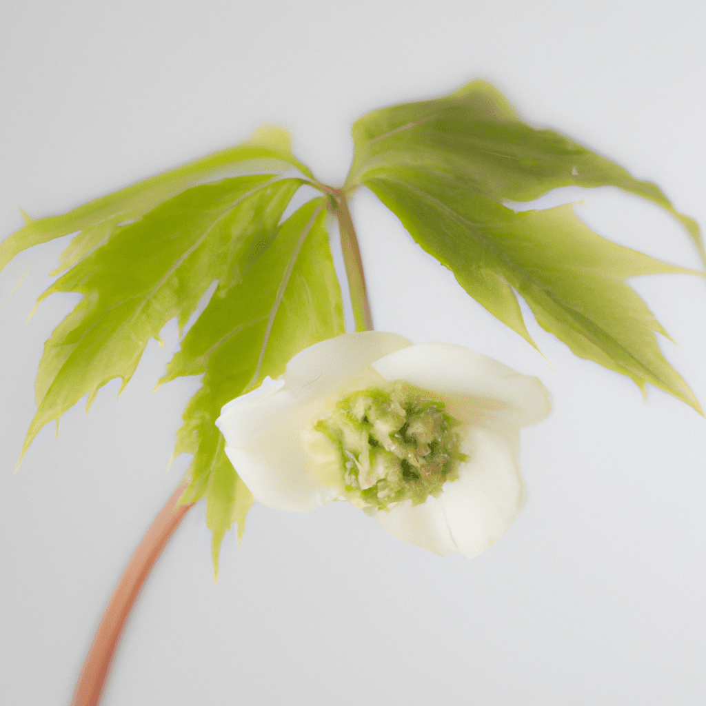 What is American Mayapple? What does American Mayapple taste like?